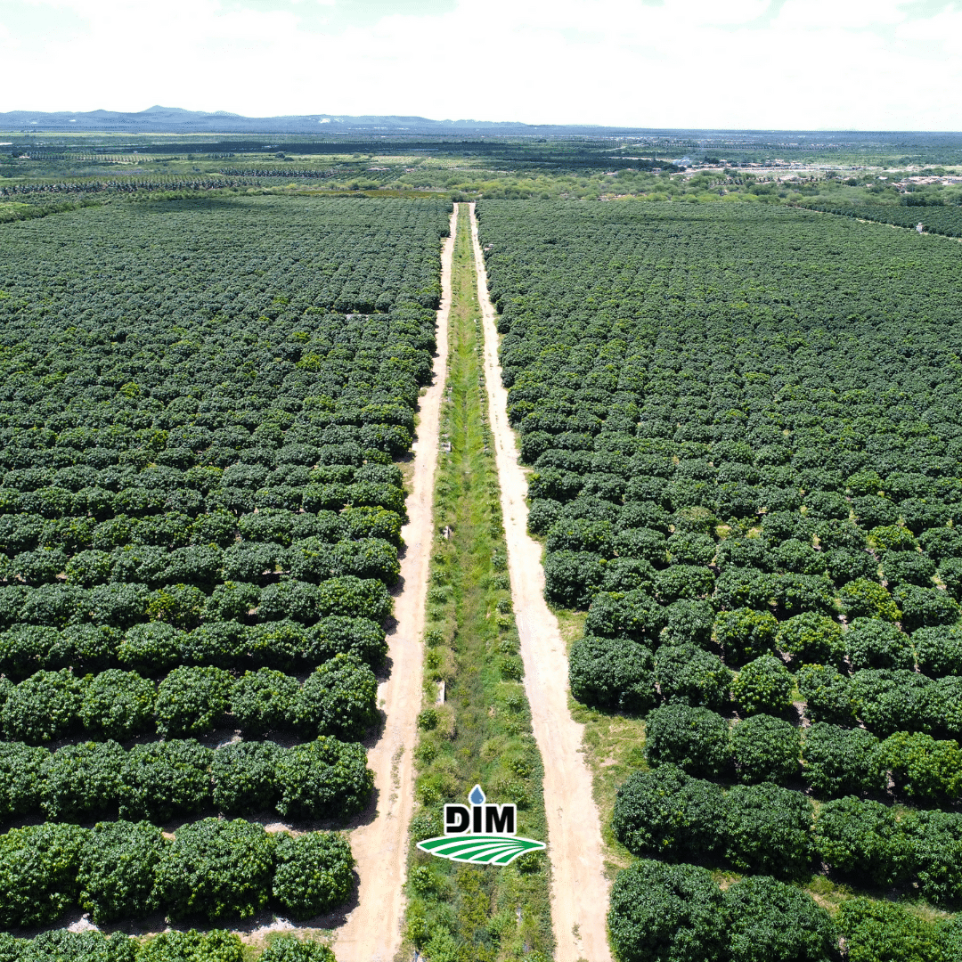 Juazeiro lidera produção de frutas na Bahia e Maniçoba se destaca na produção de manga do município